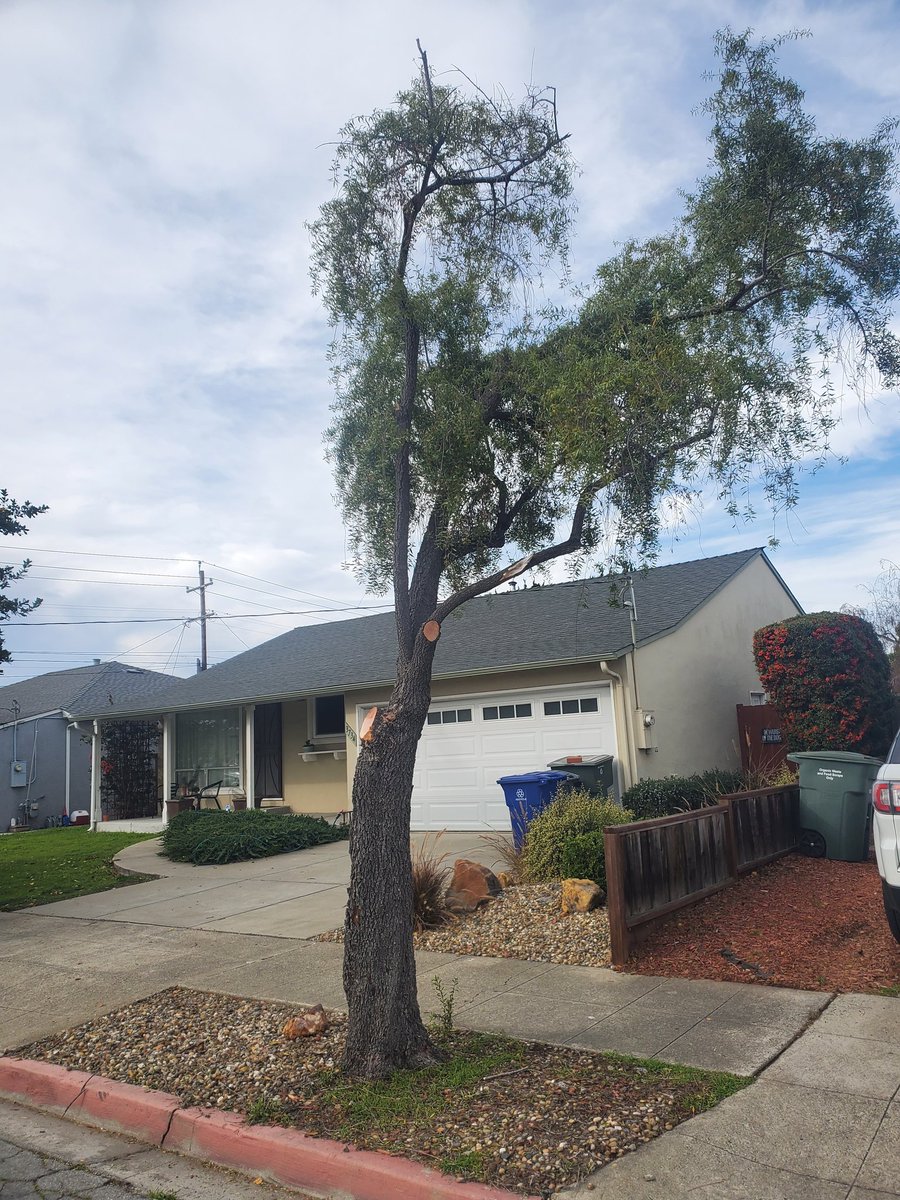 Thank you to the public works team <a href="/CitySanLeandro/">City of San Leandro</a> &amp; <a href="/SanLeandroPD/">San Leandro PD</a> for coordinating services regarding the damage tree and broken branches. Myself and neighbors appreciate the service response.