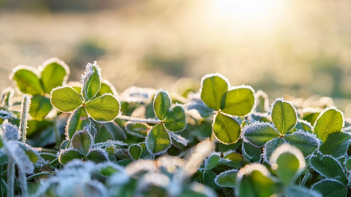 Dinsdagavond en woensdagochtend glad op de weg, waarschuwt KNMI
v-dg.nl/1-HYStZgvT