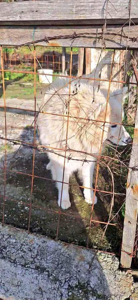SCD_Rescue's tweet photo. 💔URGENT APPEAL💔

We have been trying to find space for a Samoyed that has spent its life outside in a small yard, with no real shelter from the winter, this poor dog just deserves better❄️ 

The owners no longer want him so we have an opportunity to save him and give him the future he deserves🙏🏻

This will be the last dog we rescue of 2025 and I know we can do it🙏🏻

We have a little over from the rehab appeal so are off to a good start 🥰

If anyone can help us save this boy please use Ref: HELP

Bank and PayPal Details

https://t.co/gE53QnoSCO

Bank details:

Name: Second Chance Dog Rescue CIC
Account Number: 53479449
Sort Code: 608371

Thank you so much everyone as always! Let’s get this doggie safe ❤️‍🩹❤️‍🩹❤️‍🩹❤️‍🩹❤️‍🩹❤️‍🩹❤️‍🩹❤️‍🩹❤️‍🩹