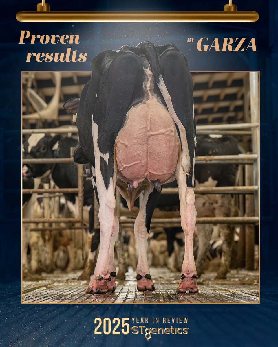 STgenetics's tweet photo. #GARZA from #STgenetics is Proven Performance! Having a strong year in 2025 and standing among the top sires of the breed for TPI and NM$, GARZA is built to deliver the strength, reliability and performance modern dairies want. Available in #UltraplusHighPurity™. https://t.co/d8DAGl7Q2C