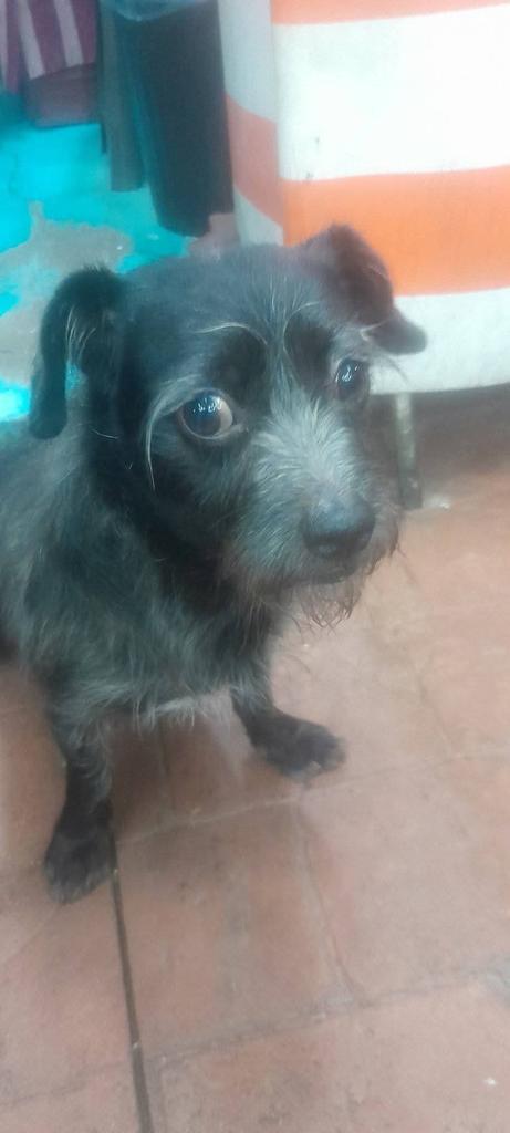Me duele el corazón cada que veo que se pierde un perrito.  
Este chaparrito lleva perdido mucho tiempo 😔 y no hay día que su familia deje de buscar 
Que será de él? Traía placa con datos y aún así no hay señales de el 🥺💔
Por favor 🙏🏼 
No hay que perder la esperanza 
Comparte