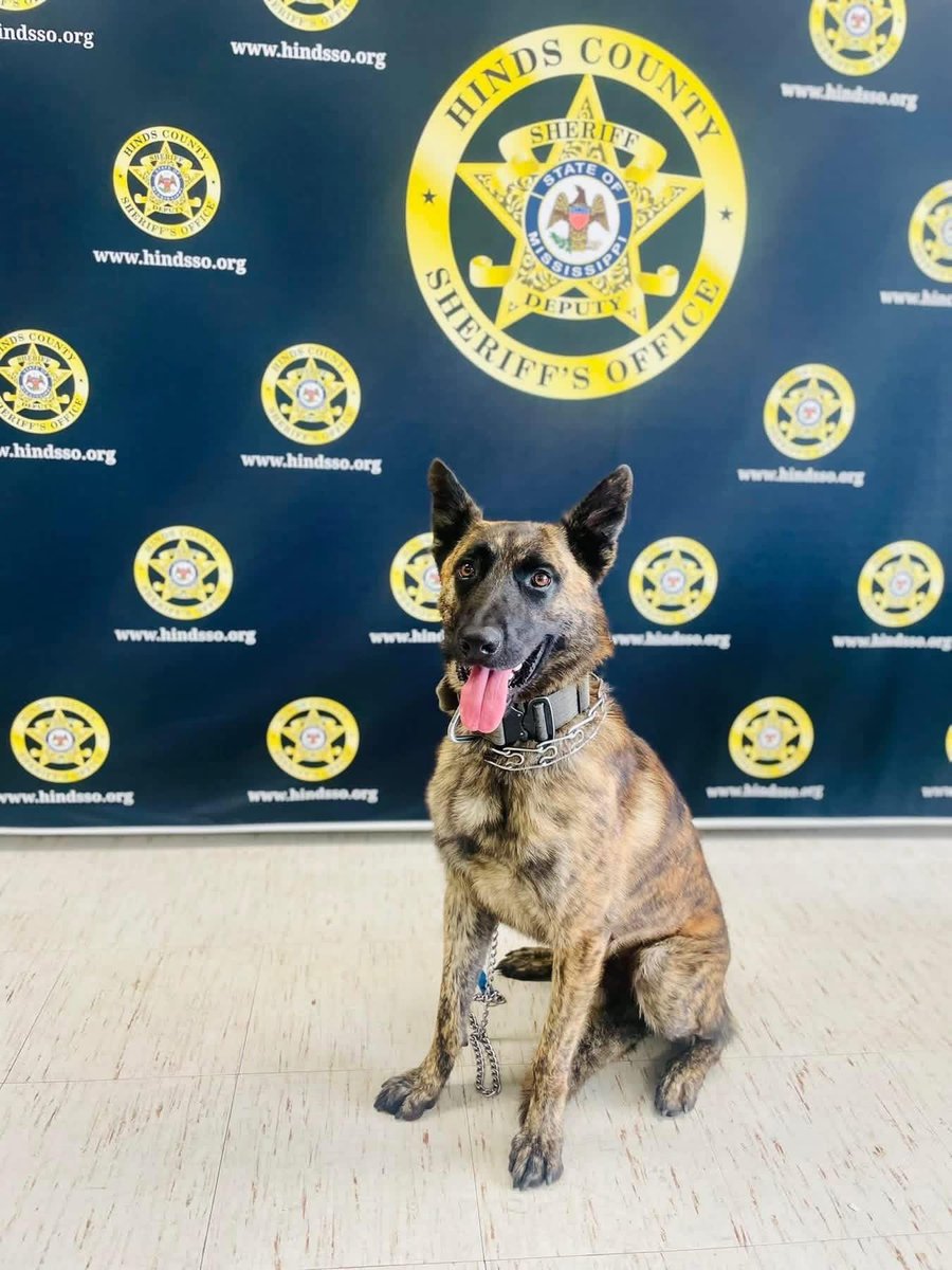 Hinds County Sheriff’s Office K9 Deuce to get donation of body armor
 
Hinds County Sheriff’s Office, MS, K9 Deuce will receive a bullet and stab protective vest thanks to a charitable donation from non-profit organization Vested Interest in K9s, Inc. K9 Deuce’s vest was