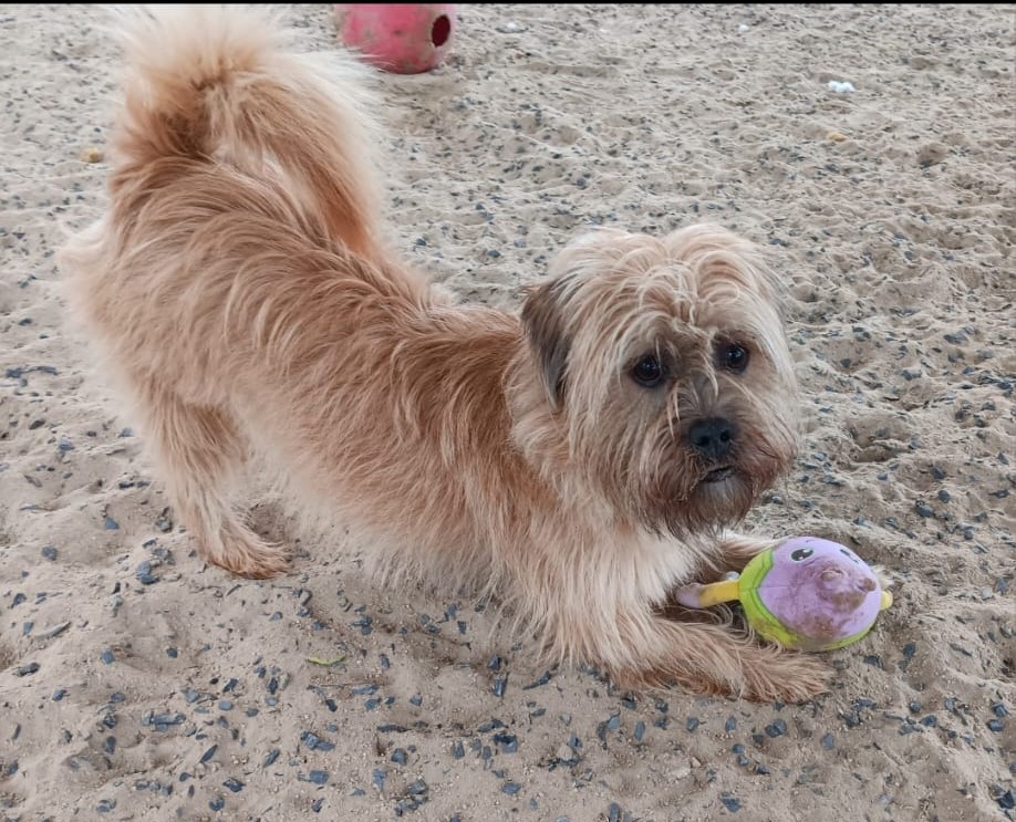 NSPCA Longford tweet media
