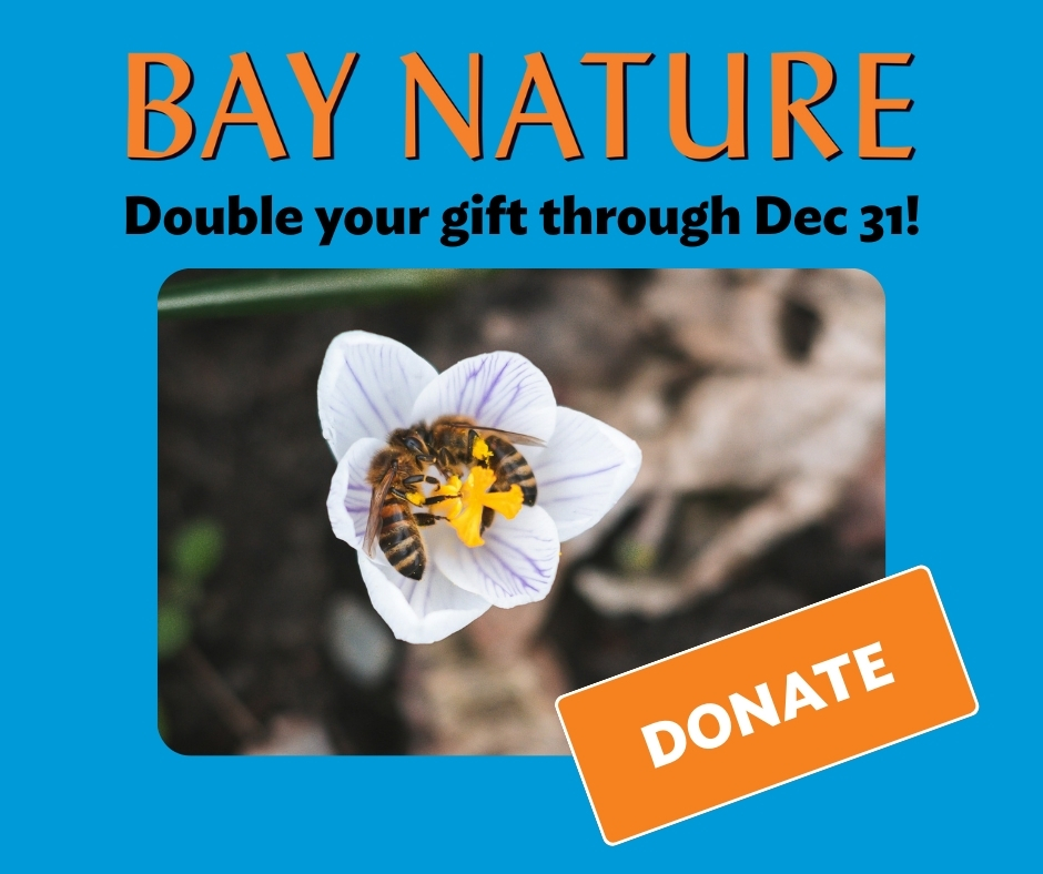 Bay Nature magazine tweet media