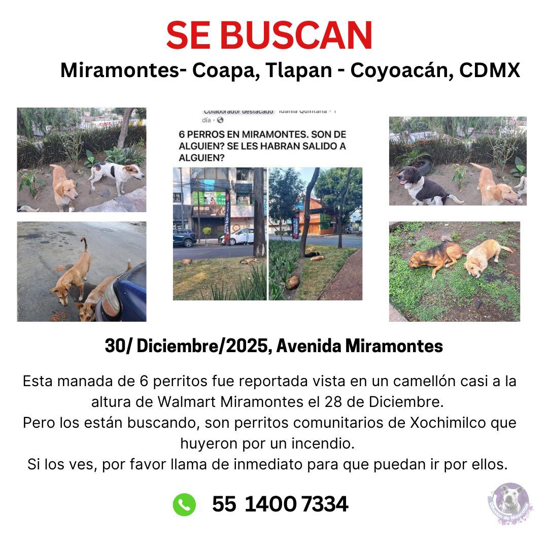 🔴SE BUSCAN🔴 

Manada de 6 perrito vista en camellón a la altura de Walmart Miramontes el 28/12/2025. 
Los están buscando, son perritos comunitarios de Xochimilco que huyeron por un incendio. 
Si los ves, por favor llama de inmediato para que puedan ir por ellos.  
55  1400 7334