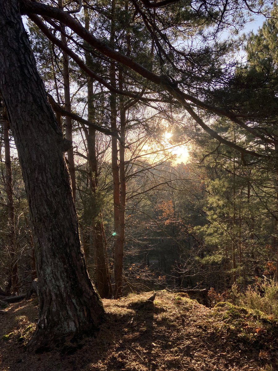 i hope the trees know i adore them.