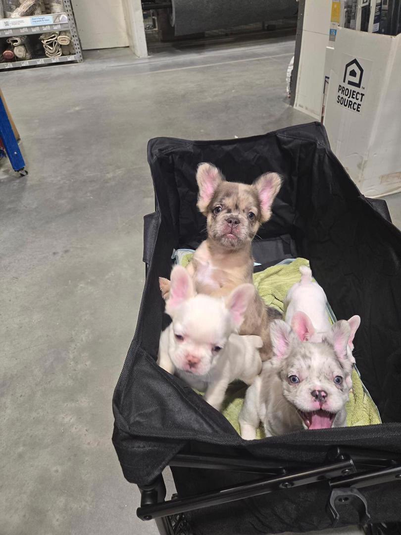 Does anyone want them little guys? They are full blooded Frenchie  I’m only asking for rehoming fee 🙏 I want to keep them but my hands are full with kids, dogs, a full time job and still in our little house. They are  8 weeks old, up to date on their  shots,  kennel trained