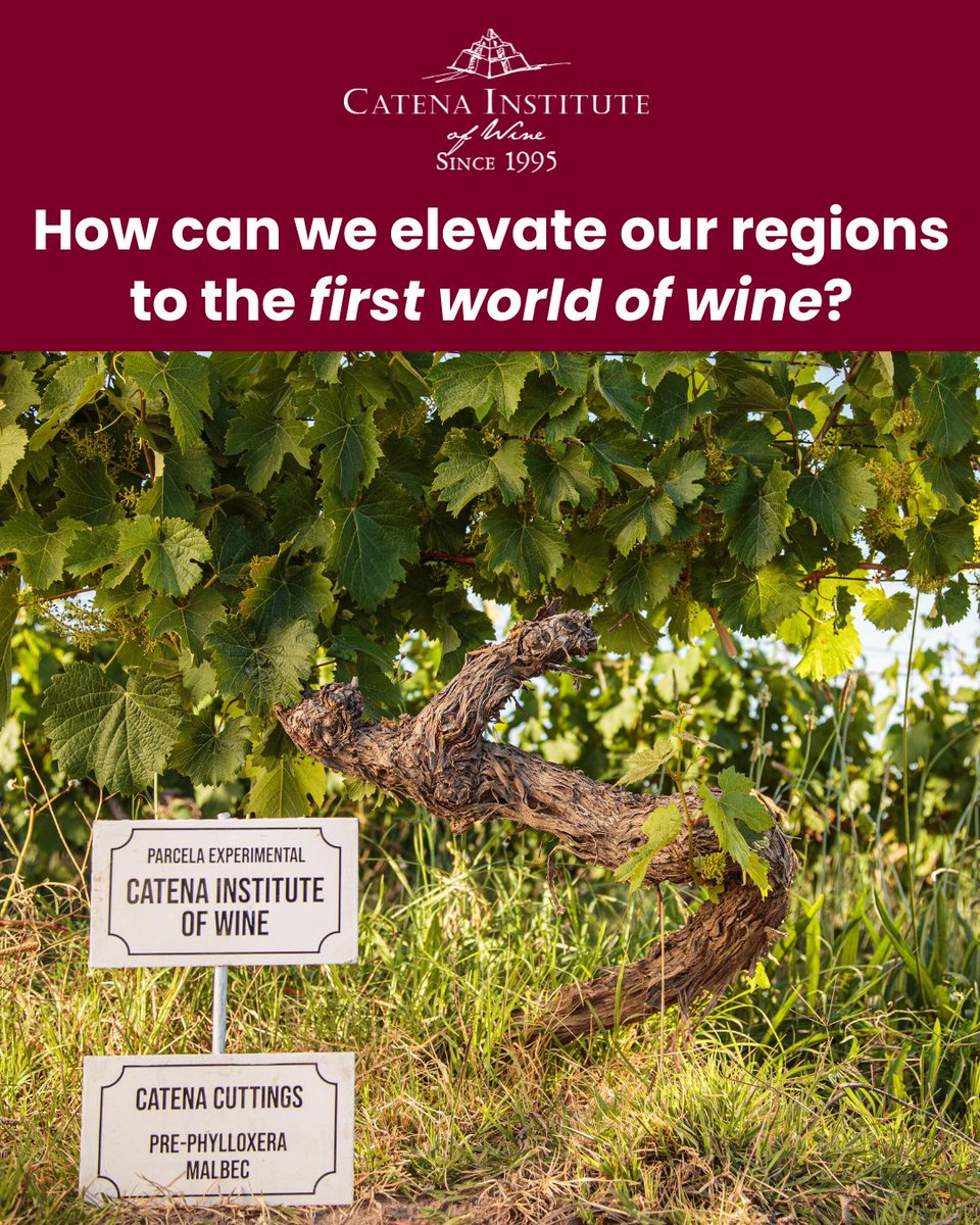 Catena Institute of Wine tweet media
