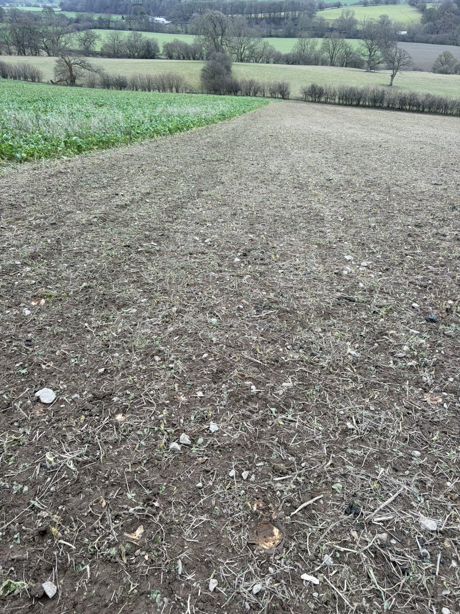 Mules  doing a good job on the crops ⏰⏳🍼🐑