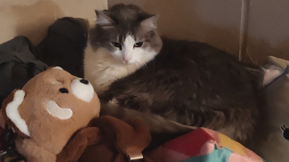 🐱 Loki & Gambit & Lucy🐱 tweet media