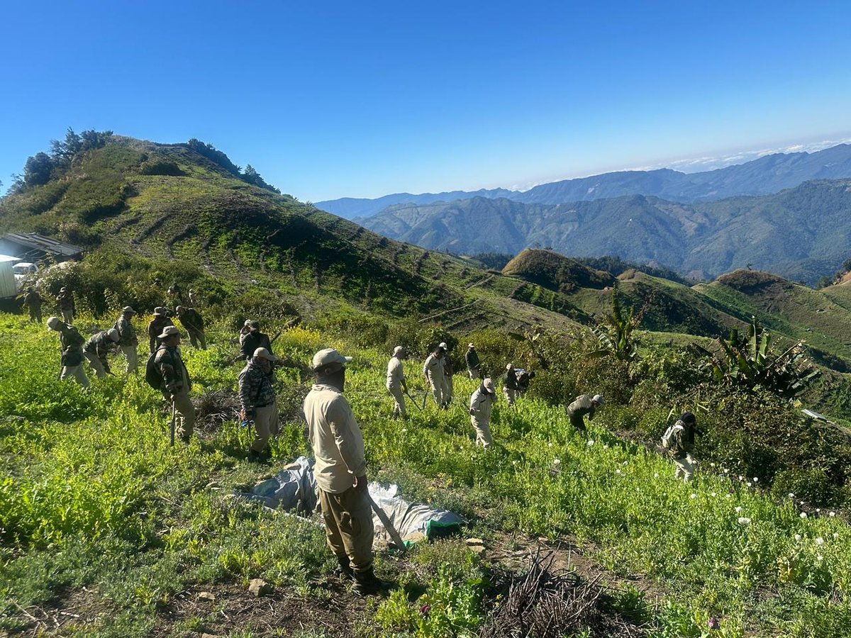 manipur_police's tweet photo. On 30.12.2025, a combined team of Manipur Police, Forest department, CRPF, along with Executive Magistrate destroyed 40 acres of illicit poppy cultivation in Mongken area in Thangjing hill range, Henglep Sub-Division, Churachandpur district.
6 poppy pods were seized from the spot.