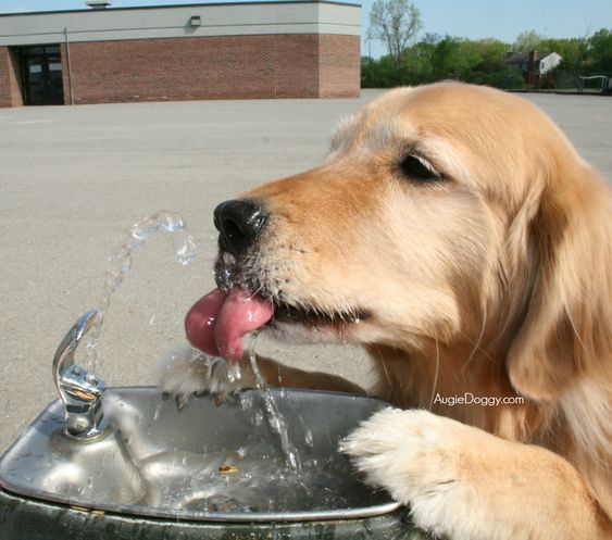 El q. puede, ponga un tachito con agua, ellos los sacan y pobrecitos, perritos 🐶 y gatitos🐱 tienen sed🕳️...