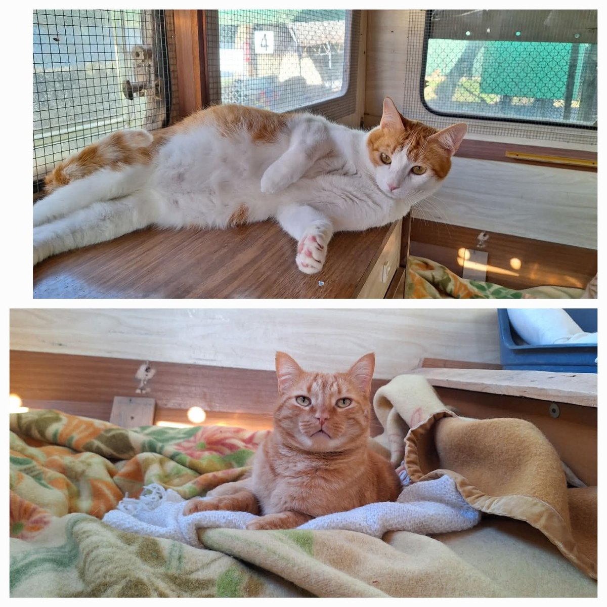 tiziana_55's tweet image. Gattile di Cuneo,Tonno e Merluzzo sono con noi da troppo tempo,2 anni molto affettuosi
si agitano subito e saltano in alto . 
Dovete fidarvi, sono dolcissimi, Hanno solo bisogno di una famiglia paziente !
X info 3491445712