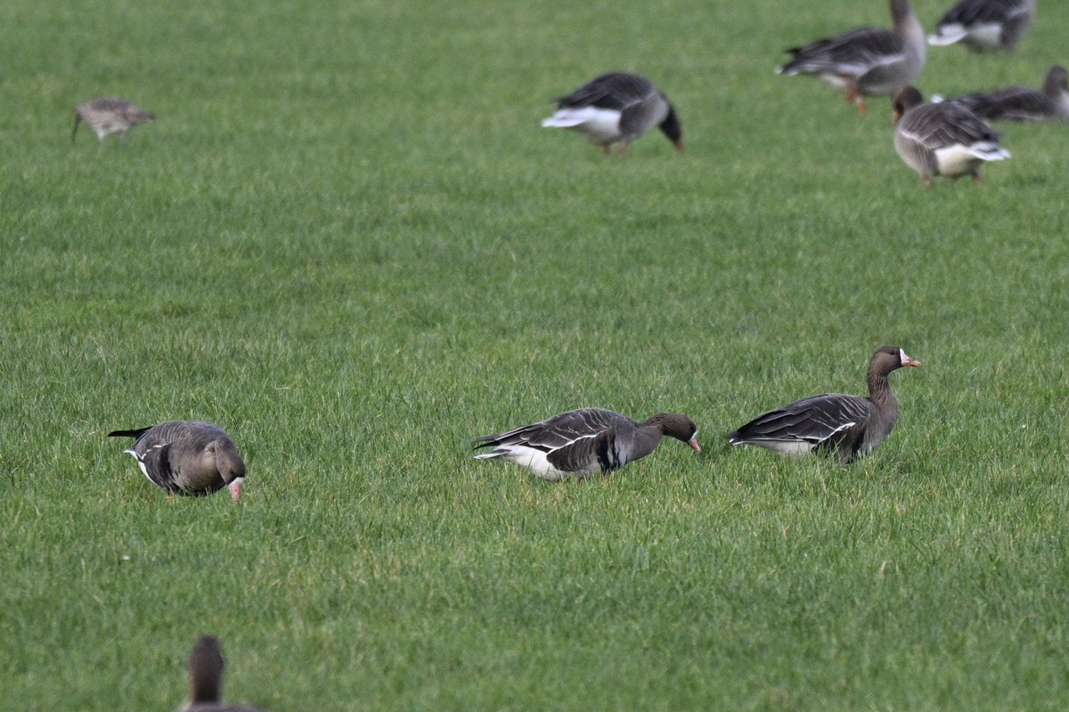 Tom Parkinson tweet media