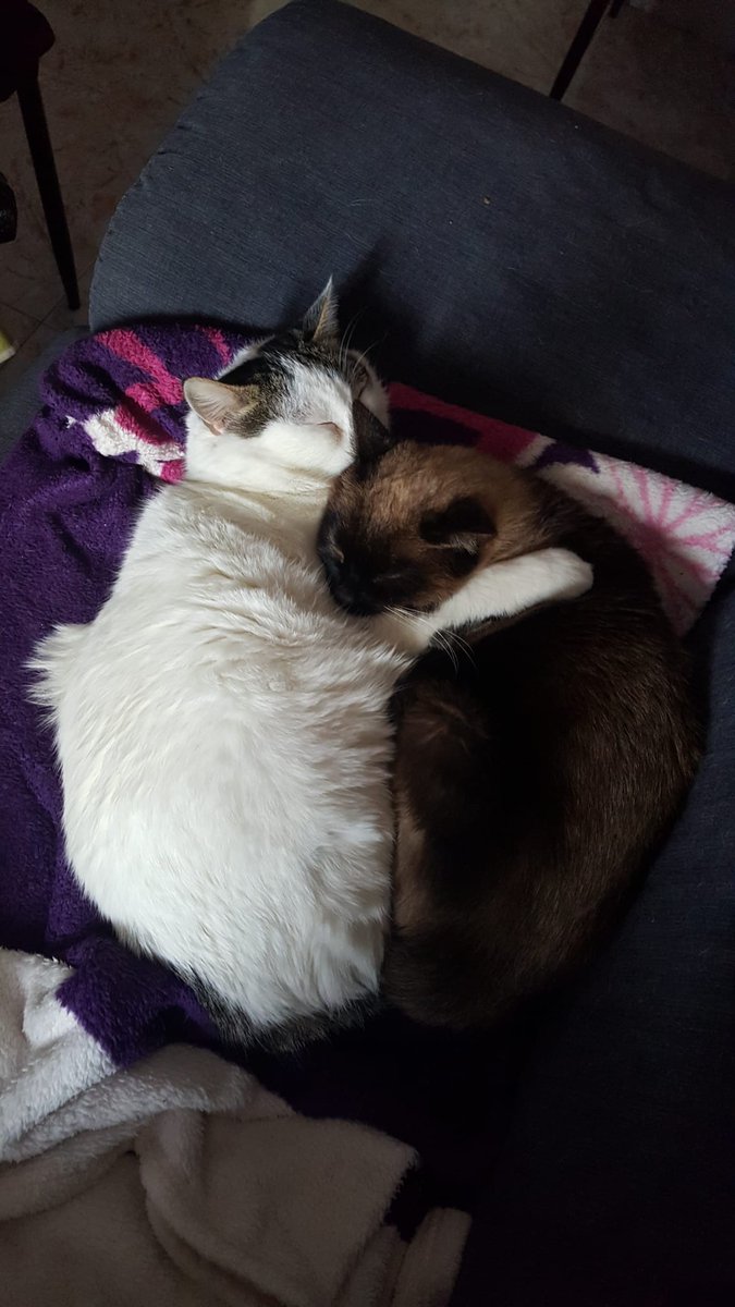 🎄 Guille 🌌 tweet media