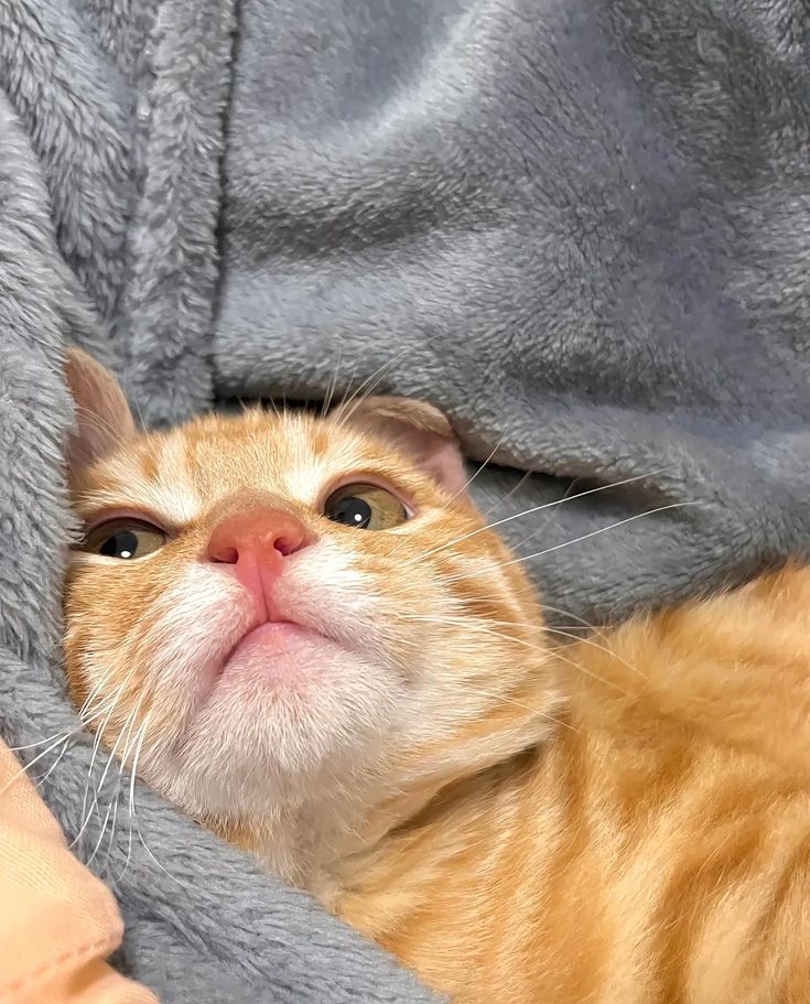 Cats all the way (@nekocatts) on Twitter photo 