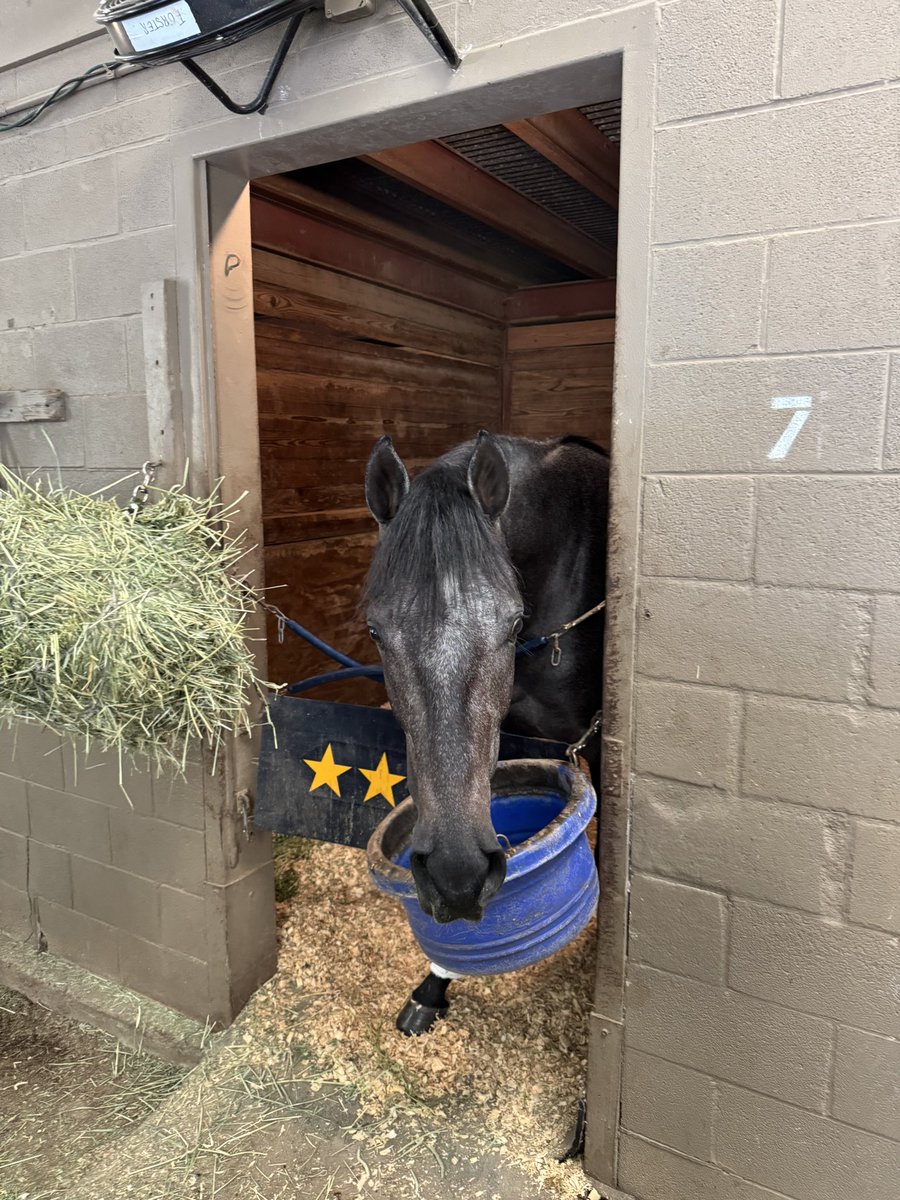 The first starter of 2026 for the <a href="/granttforster/">Grant T. Forster</a> barn is Chasing Gray, owned by Mutiny Bay Backstretch and DKline Racing. The 3-year-old colt by Knicks Go drew post 8 in the 6th race <a href="/fairgroundsnola/">Fair Grounds Race Course & Slots</a> on January 1. 
 <a href="/jareth16/">Jareth Loveberry</a> is in the saddle.