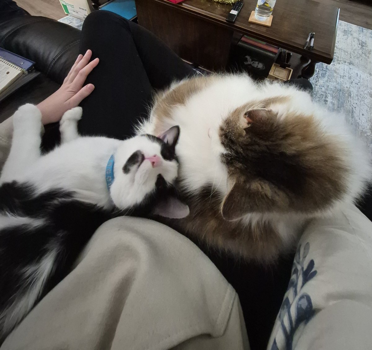 Me: Wow, a week of no work or school, HR and Plurb finished, maybe I can FINALLY write something-

My sons every time I sit down: