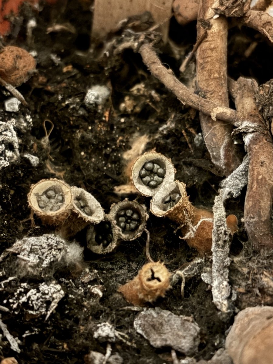 заглянула в горшок монстеры и чуть не обкакалась от страха!!!