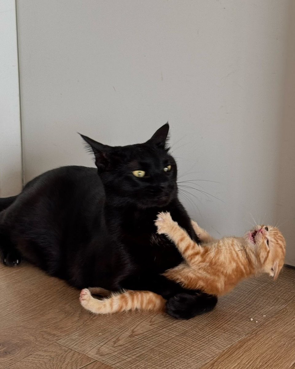 Black cats are not bad luck (@visualscat) on Twitter photo 