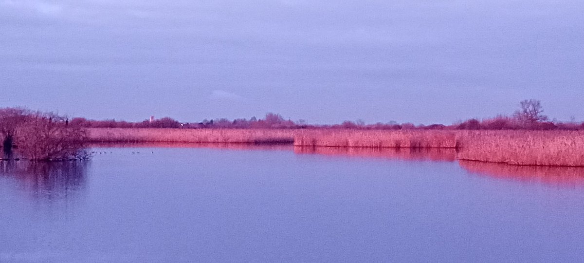 DuncanGray_'s tweet photo. 2/2 .. seeing my first marsh harriers. 
 Then stopping in Aylesbury on our way home for a "what can we find" meal. Turned out to be a very pleasant little Sri Lankan restaurant. 
 Yes, it's been a good day.🙂 https://t.co/uHdxPH7wnI