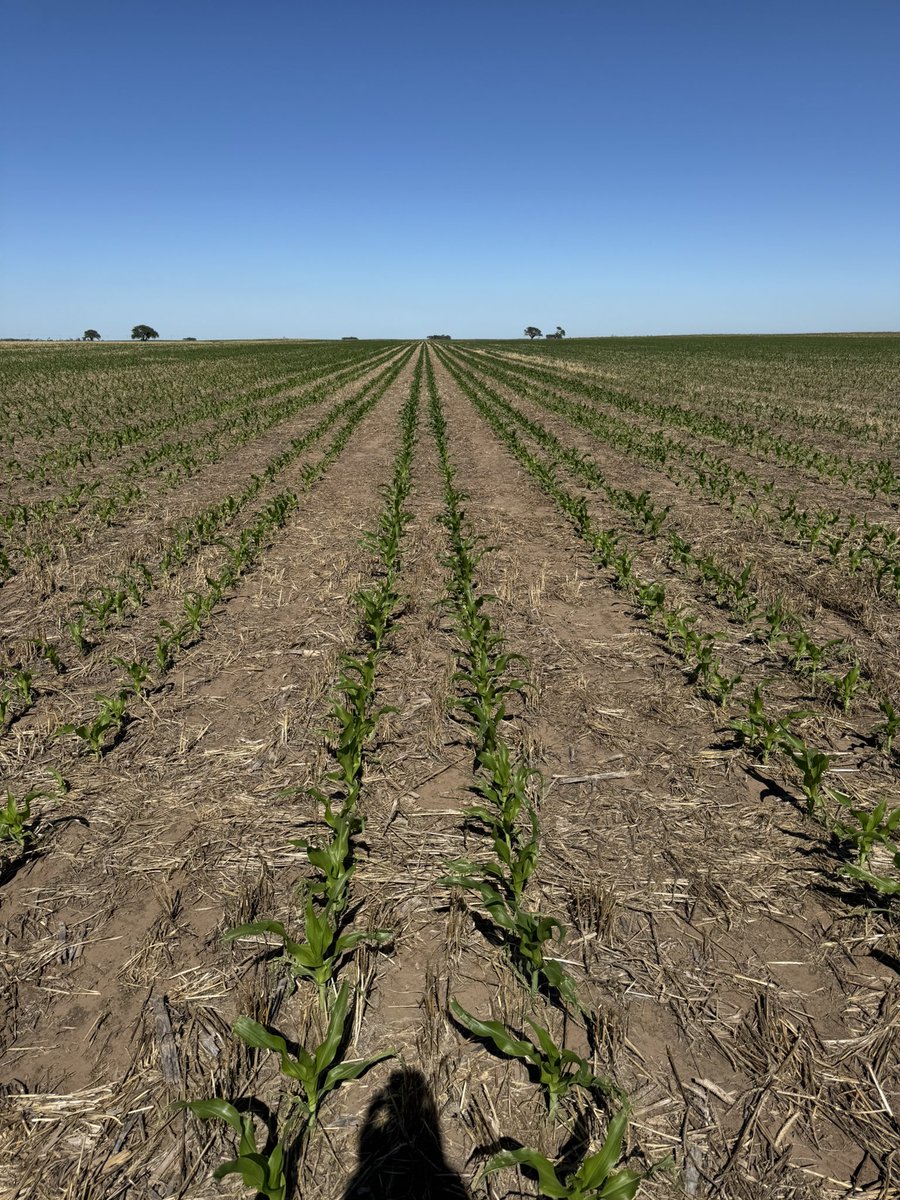 Alfredo Harte tweet media