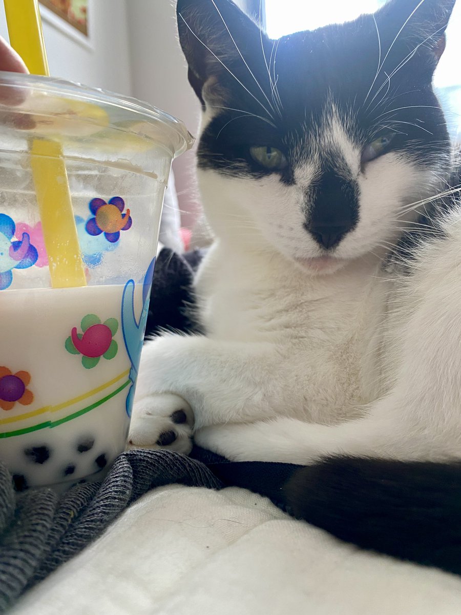 drinking an ice cold cup of paw