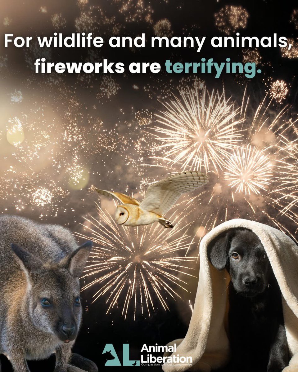 domdyer70's tweet image. Fireworks can be terrifying for animals, causing panic, injury, displacement and sometimes death. Always keep companion animals safe and secure by creating safe and familiar spaces. Continue to advocate for non-harmful ways we can all celebrate without causing the suffering of…