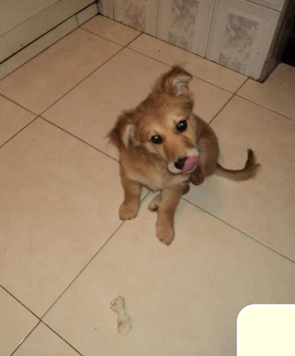 Okami Kaoz 💙👑 tweet media