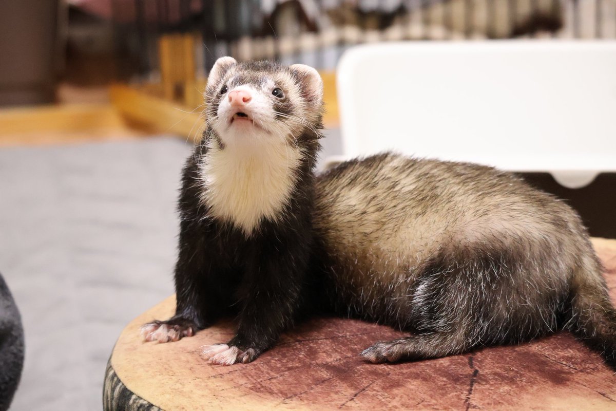 フェレットのしろもʕꔷ𖨳ꔷʔ (@shiromo_ferret) / Posts / X