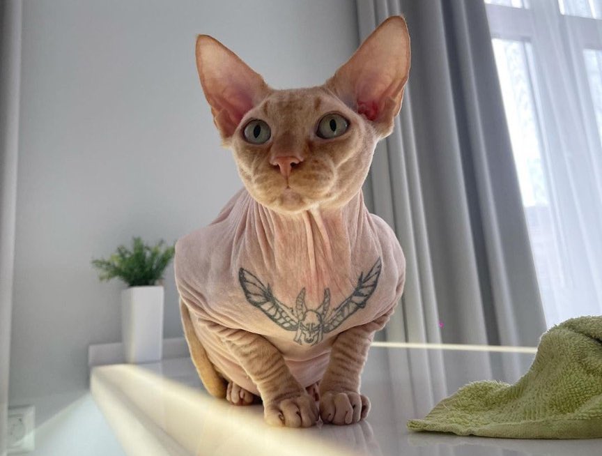 paperssil's tweet image. one of the weird things I saw this year