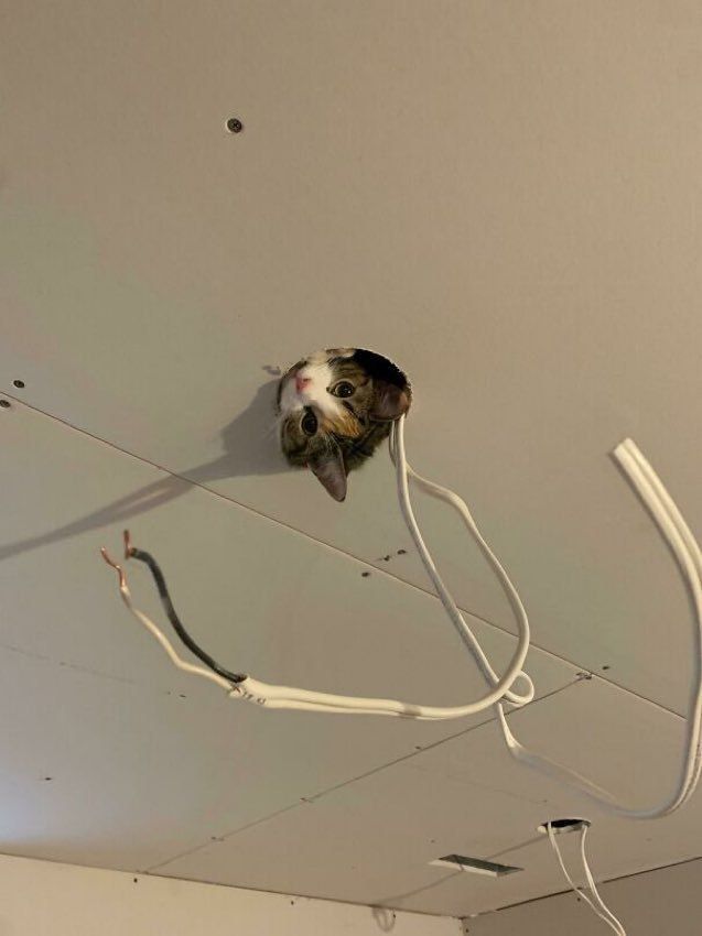 cats with jobs 🛠 tweet media