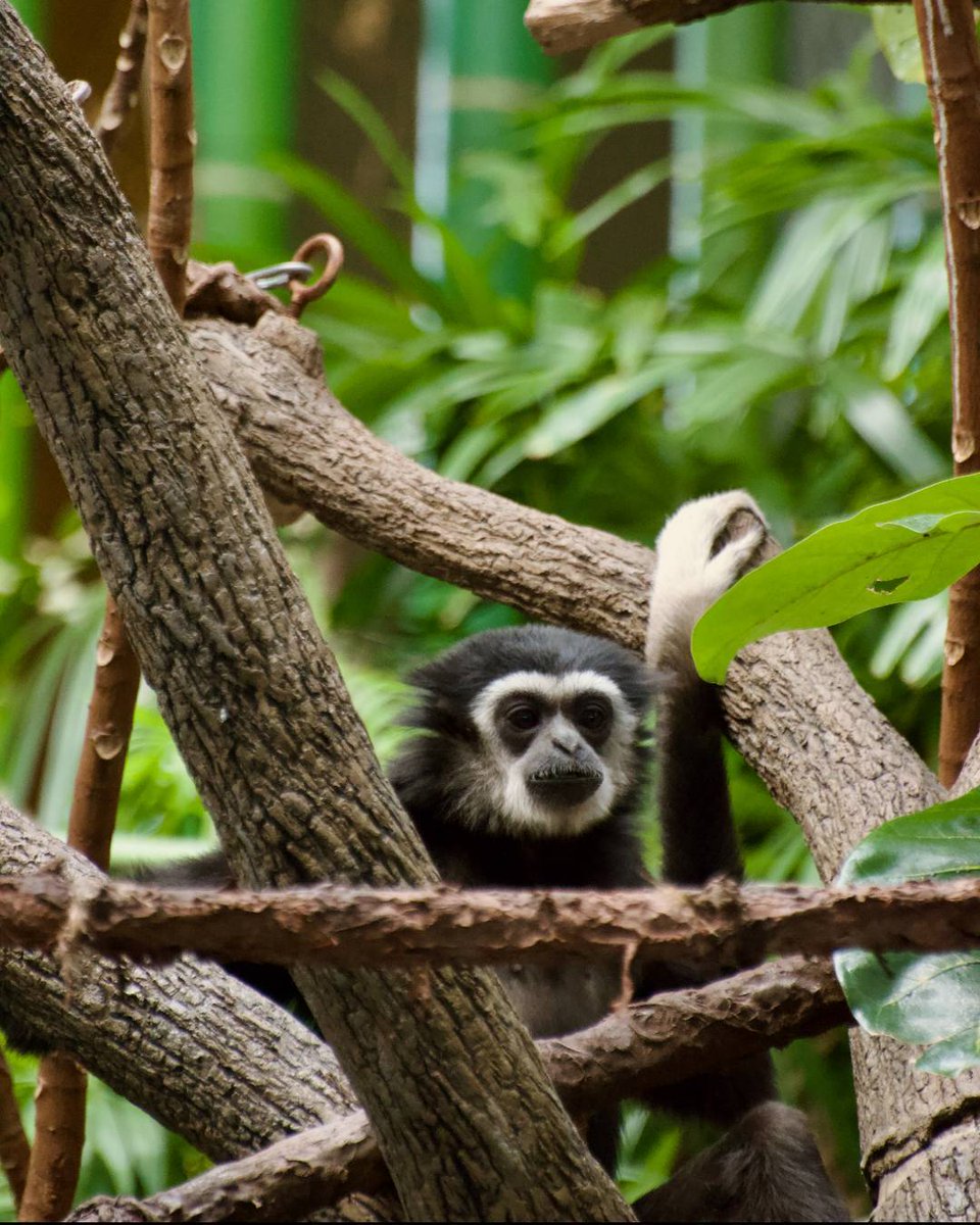 Our male white-handed gibbon 'Maximus' is nine today! 🥳

If you’ve ever seen our white-handed gibbons walking, you’ll know that they look a bit odd! With long digits and limbs, this species is better adapted for moving through their arboreal home. 🌳

#YourZooYYC