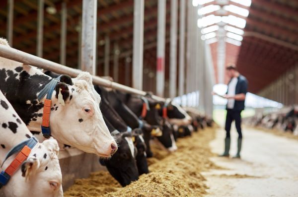 Volatile markets challenge dairy and livestock producers, but risk‑management tools like DRP and LRP can safeguard your operation for 2026! 🔗 Read the full article: ow.ly/KXN650XQqQo