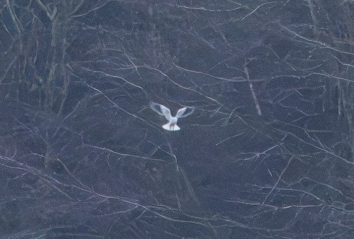 A few days in Norfolk is a family tradition at this time, but this year was unusual in providing a British tick! Only record shots as the bird was always super distant when we were there, but thought I should post these of the kite given it's my 1st British tick in about 6 years!