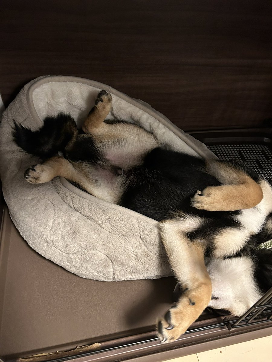 🐅寅さん🐅売板買い上げる猫🇯🇵 (@tora_kv) / Posts / X