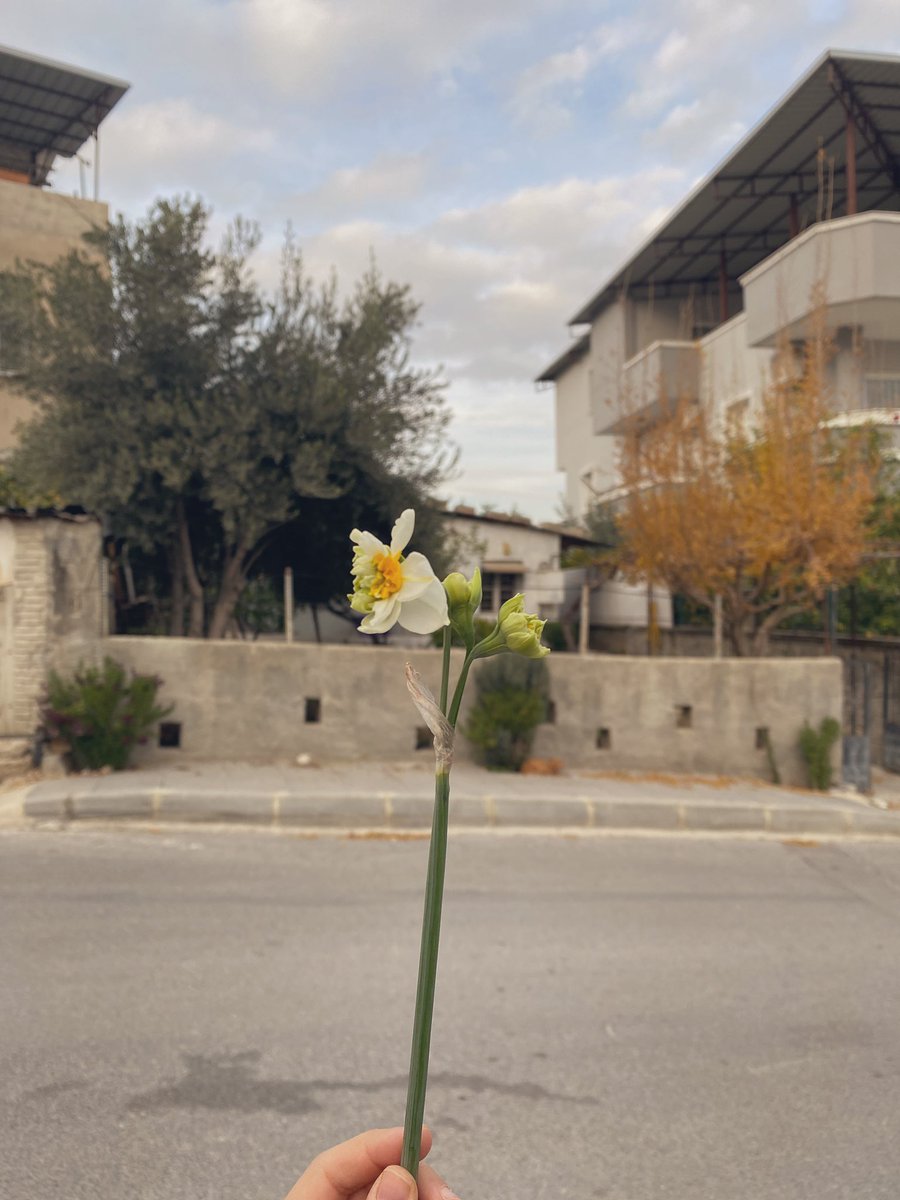 Dedem bu yıl benim için yine nergis ekti, yine ilk nergis benimdi…
Ama o yoktu 
Koparıp bana getirmedi 
Nergisin büyümüş diye arayamadı 
Ektiği çiçeğin mevsimi gelip açmadan, çiçek dedem vefat etti.
İçimin yangını kalbimi parçalıyor  
Kalbim artık göğüs kafesime sığmıyor…