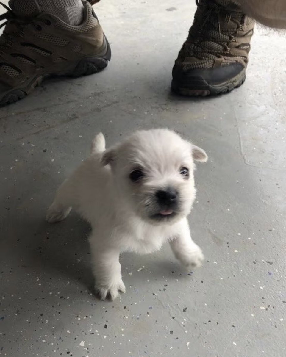 💖 (@twaniimals) on Twitter photo 