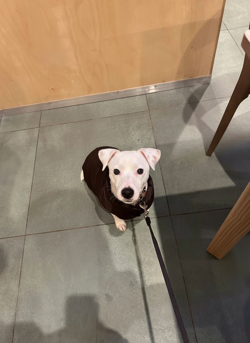 Если бы Шмель был полностью белым 🤍 взгляд не поменялся ни капли