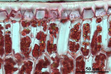 Phytotaxa's tweet photo. Anatomical characterization of genus Garcinia (#Clusiaceae) from the Western Ghats of #India and their potential use in identification of species at vegetative stage
#taxonomy
https://t.co/Urrdn8OX6V https://t.co/JapL8qlliB