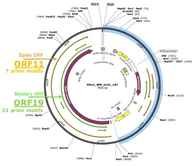 For those who dont know what ORF19 is...
Its the longest ORF in the Pfizer vaccine. Runs opposite of Spike and it was never disclosed. 

Highly amyloidogenic
Likely expressed as T7 polymerase is notorious for cis template switching.