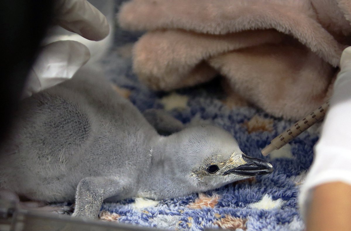 ELDEBATE's tweet photo. 🐧🌎 Lo más tierno que te encontrarás HOY: Nace en MÉXICO el primer pingüino barbijo en cautiverio en Latinoamérica

Un cuidador alimenta al primer pingüino barbijo (Pygoscelis antarctica) nacido en el Acuario de León, Guanajuato, el 29 de diciembre de 2025, un hecho histórico para la conservación de la especie en la región.

Esta especie es originaria de la Antártida y sus islas —como las Sandwich del Sur, Orcadas del Sur, Shetland del Sur, Georgia del Sur, Bouvet, Balleny y la isla Pedro I— y nunca antes había nacido en cautiverio en un acuario de América Latina.

🧬🌊 El nacimiento representa un avance relevante en manejo, bienestar animal y conservación, además de fortalecer los programas educativos sobre especies polares en México.

FOTOS: MARIO ARMAS / AFP