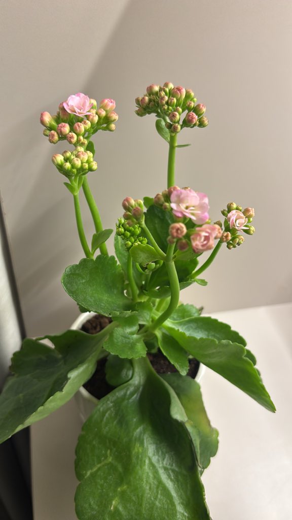 بنتي بدأت تتفتح احسها تشبهني ومرررره أنا🥹