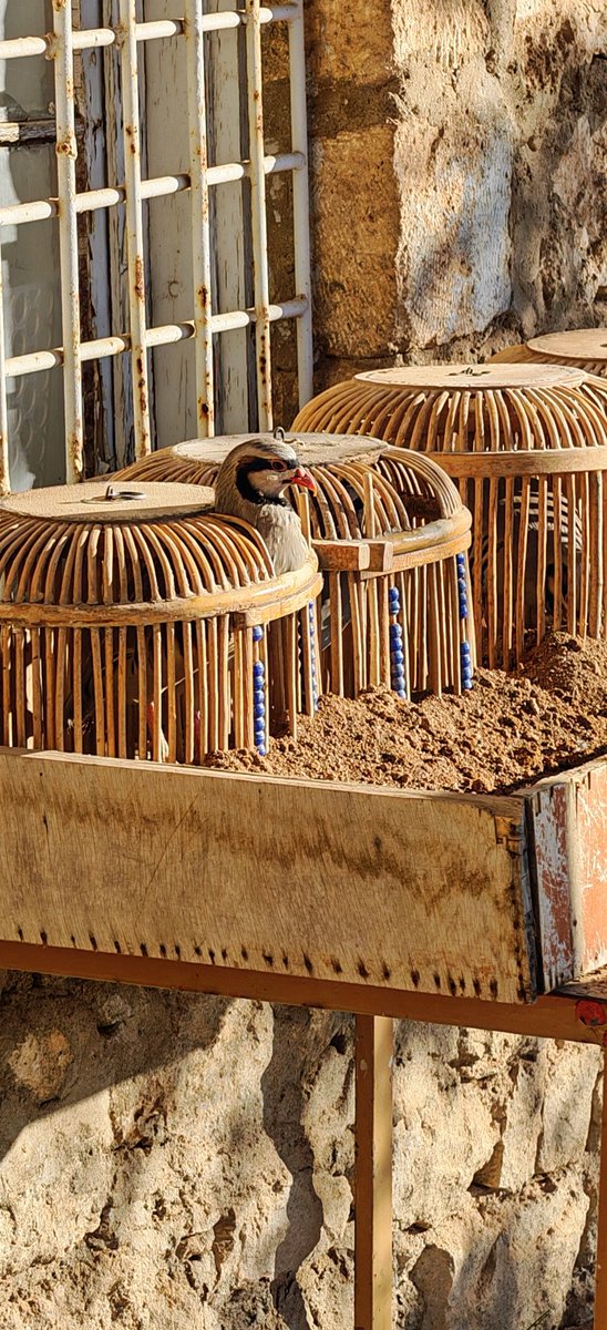 Kewa gozel  wê sibehê dike qebe qebe  çav bi kile lêw sore 
Li ser esalete