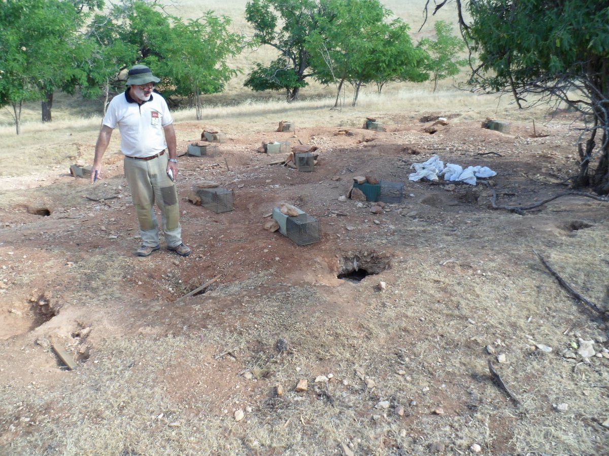 esparverblau's tweet image. Els conflictes de la fauna amb l’agricultura, ramaderia i béns humans es poden mitigar amb ciència aplicada. Aquí una estada amb els investigadors i rangers de Biosecurity a S.Austràlia: ciència i pràctica. Vam aprendre molt. Qui finançava la recerca era el sector ramader.