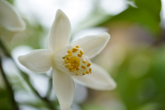 おはようございます
素敵な一日になりますように