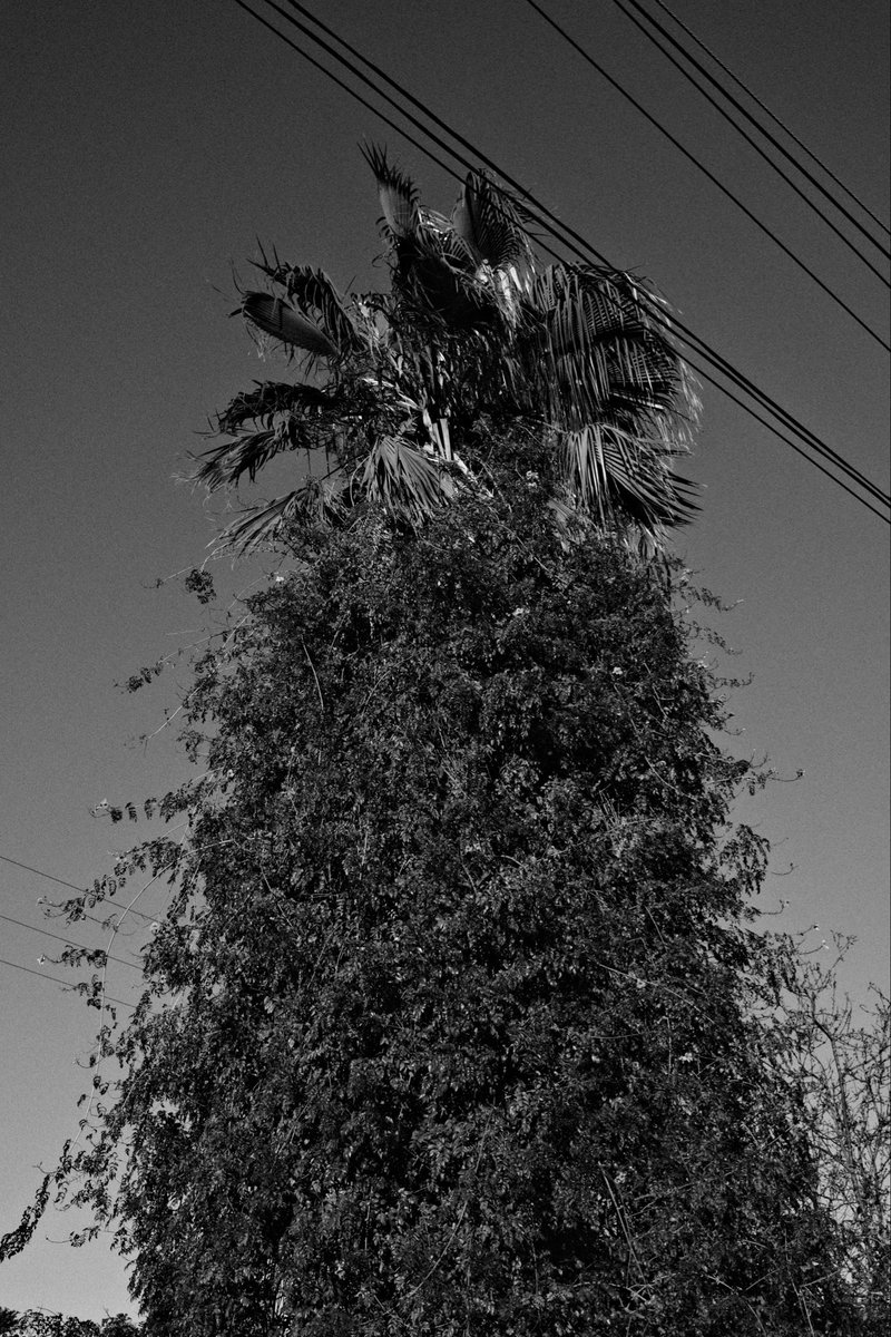 usaps's tweet image. DAY30
251230
X-H2SVOIGTLÄNDER 27MMULTRON
ONLYFRGMT BW RECIPESETUP LOCKED
STRAIGHT OUT OF CAMERANO EDITS
FRAGMENT STYLE.FRGMT x HIROSHI RECIPE RUNNING NAKED ON THE SENSOR
FUCKED-UP B&amp;amp;W MOMENTS
APHOTOEVERY DAY IN DEC.
#FRGMT31
#FUJIFILMXH2S
#VOIGTLANDER27MM
#FRGMTBW
#FUJIFILM
#BNW