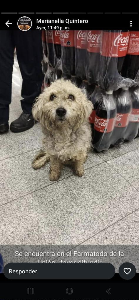 #ElHatillo
#LaUnión

🚨🚨🚨🚨🚨🚨🚨🚨🚨🚨🚨
🚨🚨🚨🚨🚨🚨🚨🚨🚨🚨🚨
Este perrito apareció en el Farmatodo de La Unión.
Se presume extraviado.
Por favor vamos a difundir para que aparezcan los dueños.🐶😭😭😭❤️‍🩹
Gracias🙏🏻🤗🫂🇻🇪