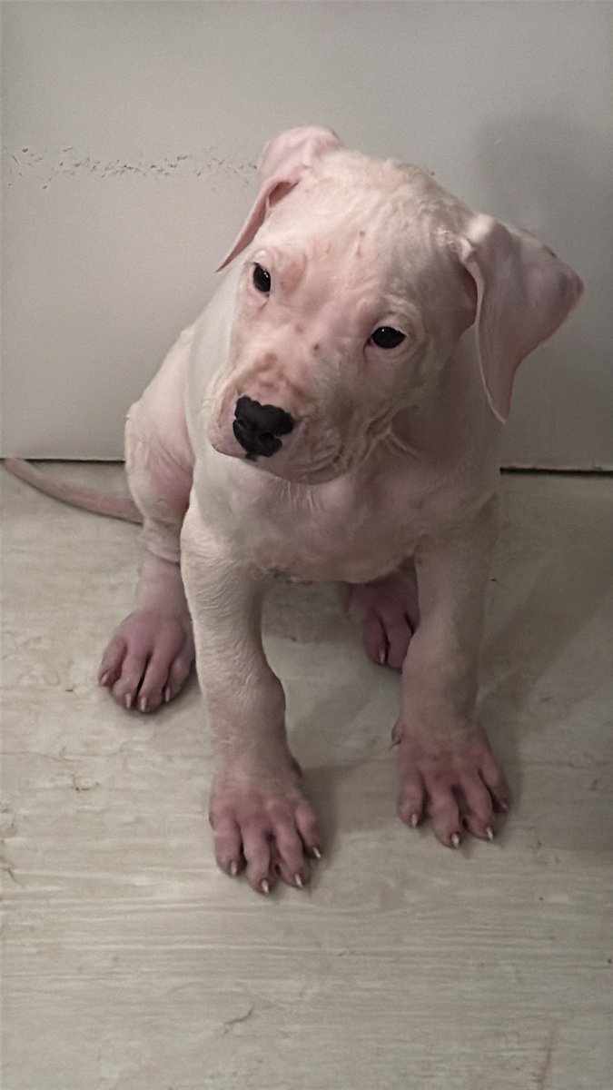 Emiliano Sordi tweet media