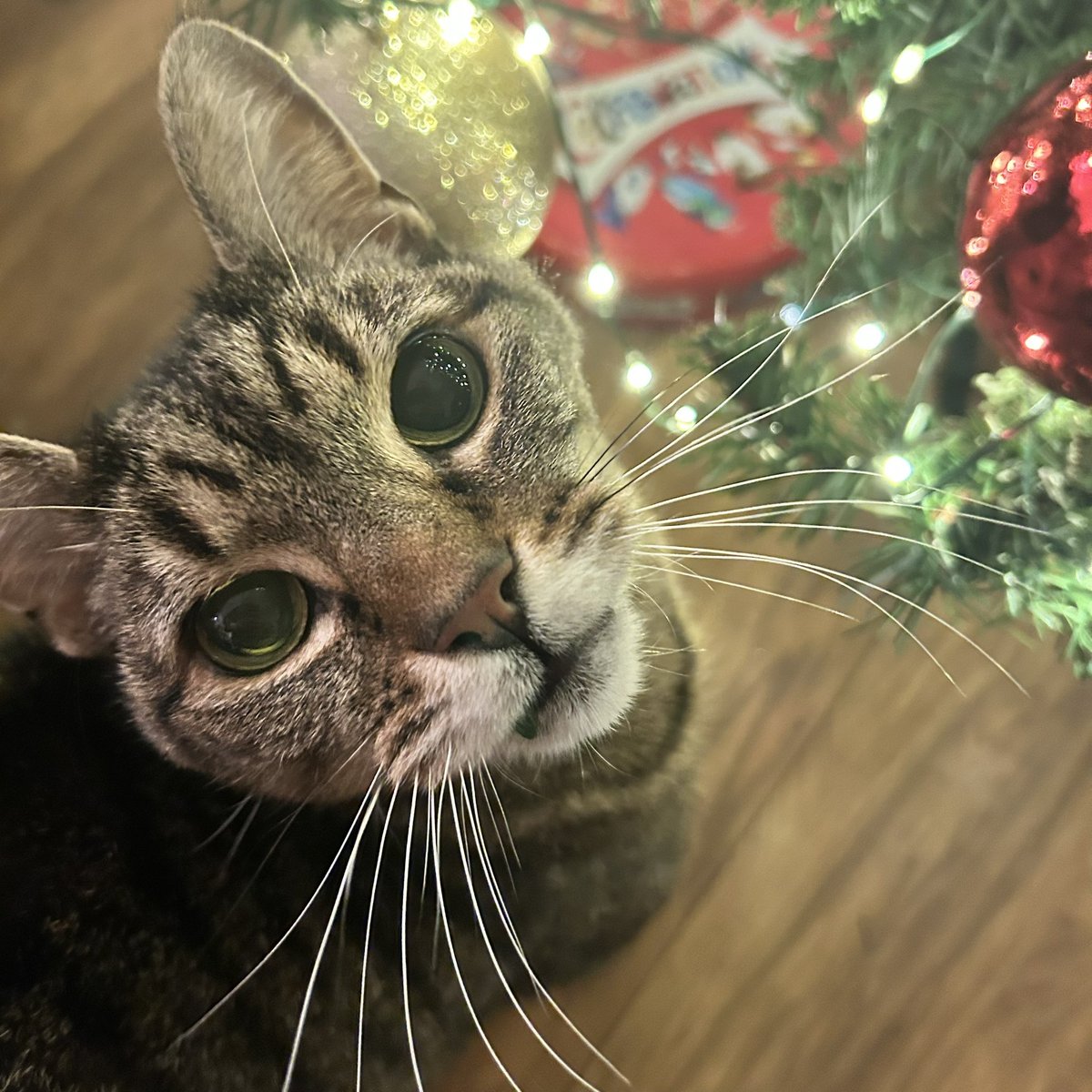 Emma MacDonald tweet media